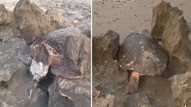 Stills from the video of the turtle rescue.